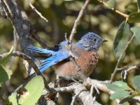 Bluebird3.jpg