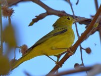 OrangeCrownedWarbler2.jpg