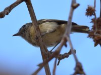 YellowWarbler.jpg
