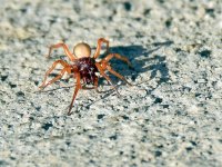 Spider.jpg