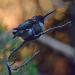 Hummer.jpg