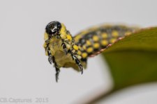 AAInsects-2771.jpg