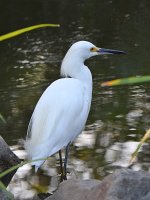 Egret.jpg