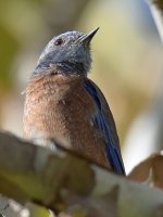 Bluebird4.jpg