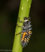 AAInsects-2778.jpg