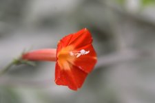 wildflower--5 (1000x667).jpg