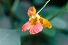 wildflower--3 (1000x667).jpg