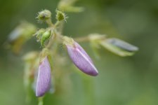 wildflower--2 (1000x667).jpg