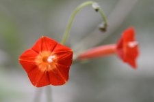 wildflower--4 (1000x667).jpg