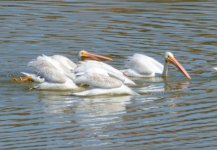 29th Aug 2015 003.JPG