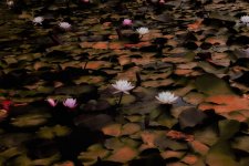 _DSC2864-Edit (1000x667).jpg