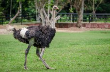 ostrich-1.jpg