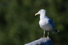 20150829-AFS 600mm f4D seagull1.jpg