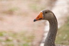 DSC_5645_DxO.jpg