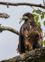 IVA_3958-Edit.jpg