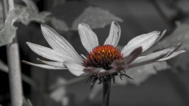 DSC_4781.jpg