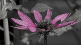 DSC_4781-2.jpg