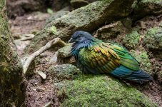 beauty-bird-1.jpg
