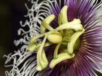 Passilflora2.jpg