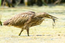 Bittern-1.jpg