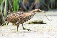 Bittern-2.jpg