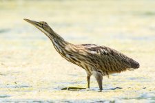 Bittern-3.jpg
