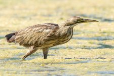 Bittern-4.jpg