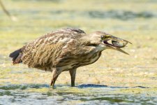 Bittern-5.jpg