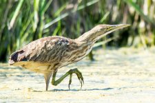 Bittern-6.jpg