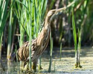 Bittern-7.jpg