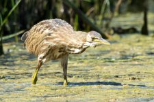 Bittern-9.jpg