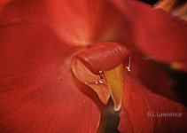 _AAA6149 - Version 2.jpg