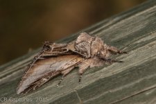 Moths-2857.jpg