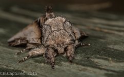 Moths-2858.jpg