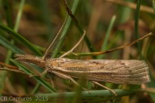 Moths-2852.jpg