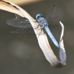 DragonFly.jpg