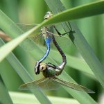 DragonFly2.jpg