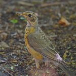 YellowBreast2.jpg
