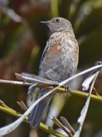 Bluebird2.jpg