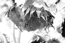 Sunflower b&w.jpg