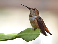 Hummer4.jpg
