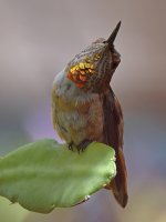 Hummer7.jpg