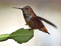 Hummer3.jpg