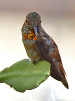 Hummer5.jpg