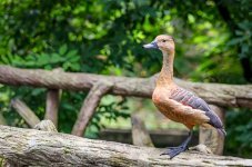 black-peak-duck-1.jpg
