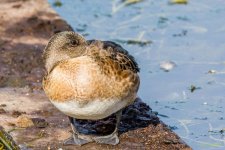 IVA_4255-Edit.jpg