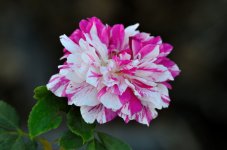 31st Aug 2015 039.JPG