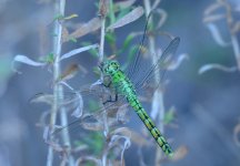 1st Sept 2015 061.JPG