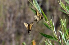 1st Sept 2015 003.JPG