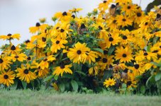 20150830-Yellow flowers.jpg